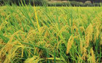 Поле пшеницы с медленным удобрением высвобождения
